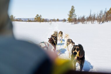 dog sledge in geilo